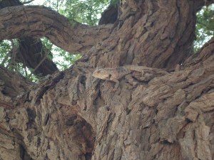 Lizzard in Khejditree